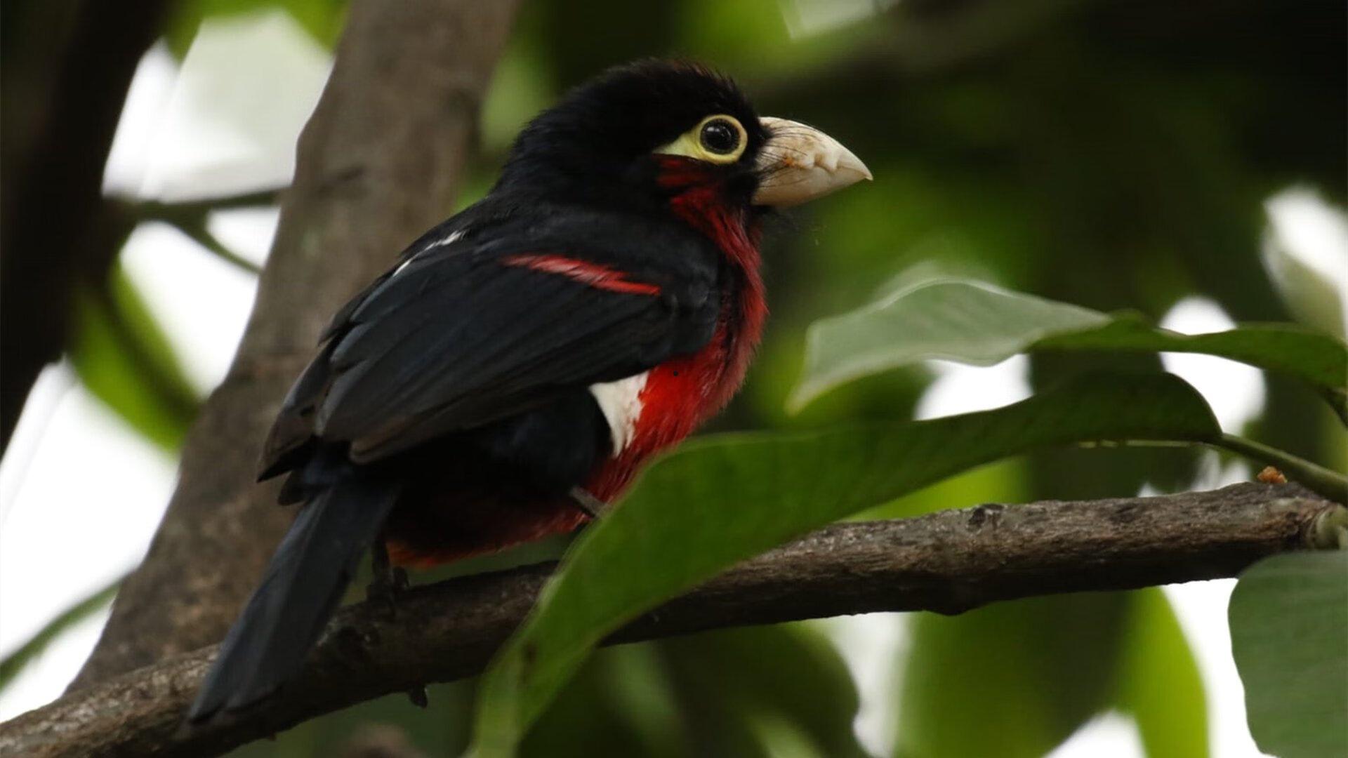 要去美国开店了 直营不加盟的费大厨